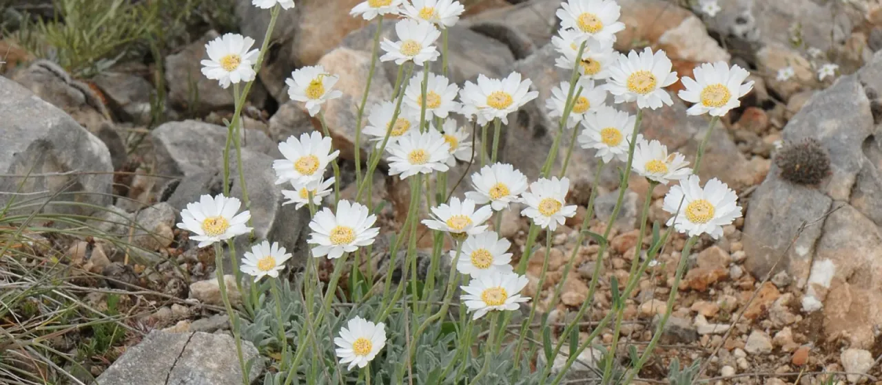 Greek yarrow