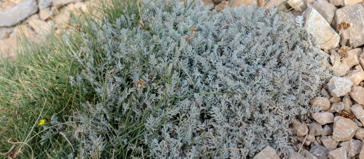 Achillea ambrosiaca