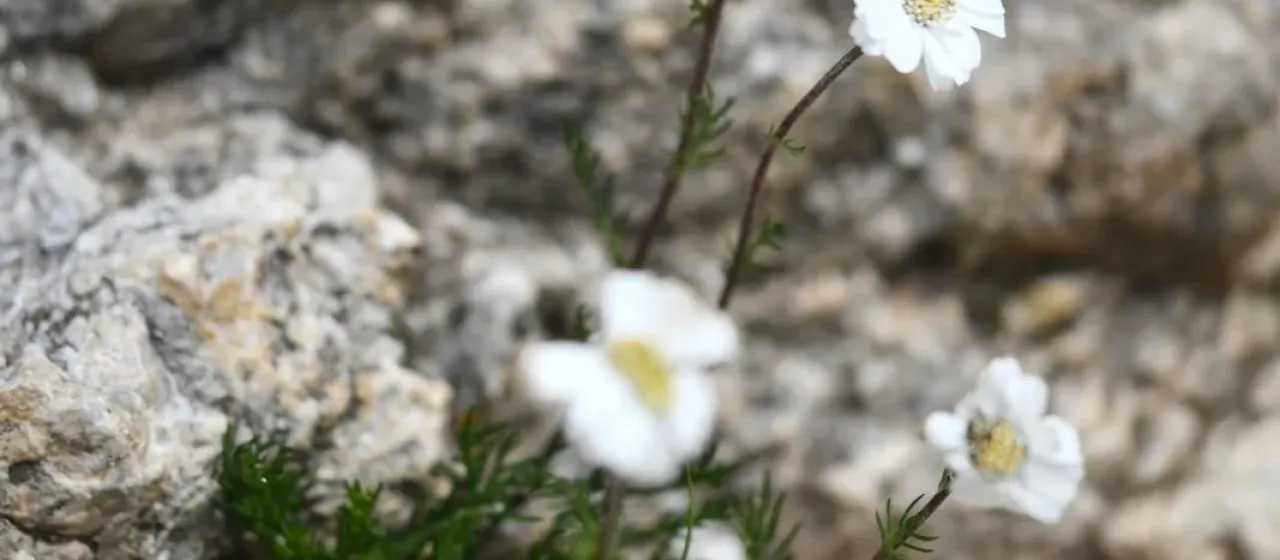 Achillea oxyloba
