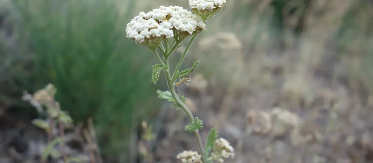 Achillea odorata