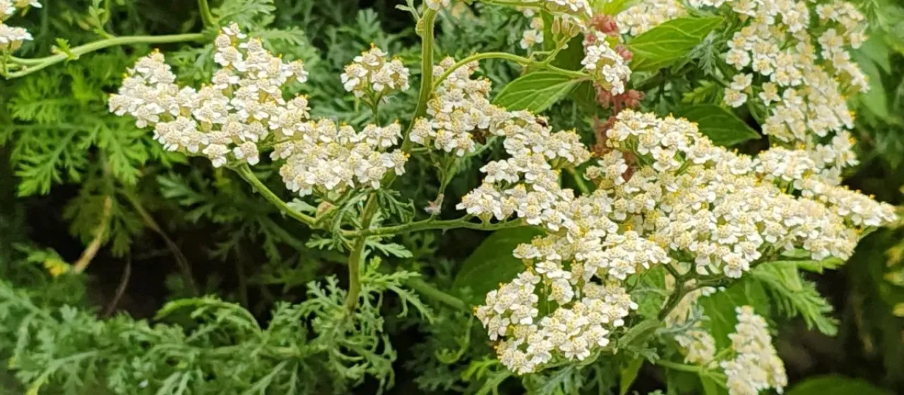 Ligurian yarrow