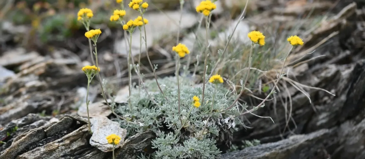 Artemisia glacialis