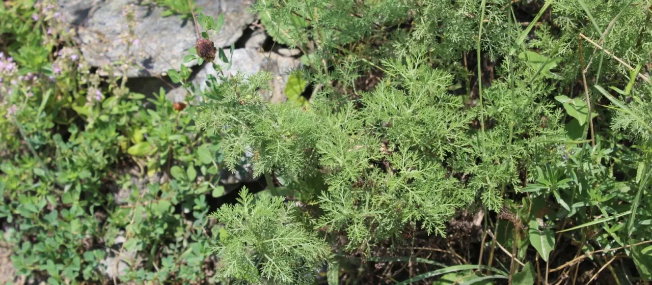 Artemisia chamaemelifolia