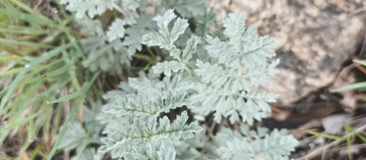 Armenian wormwood