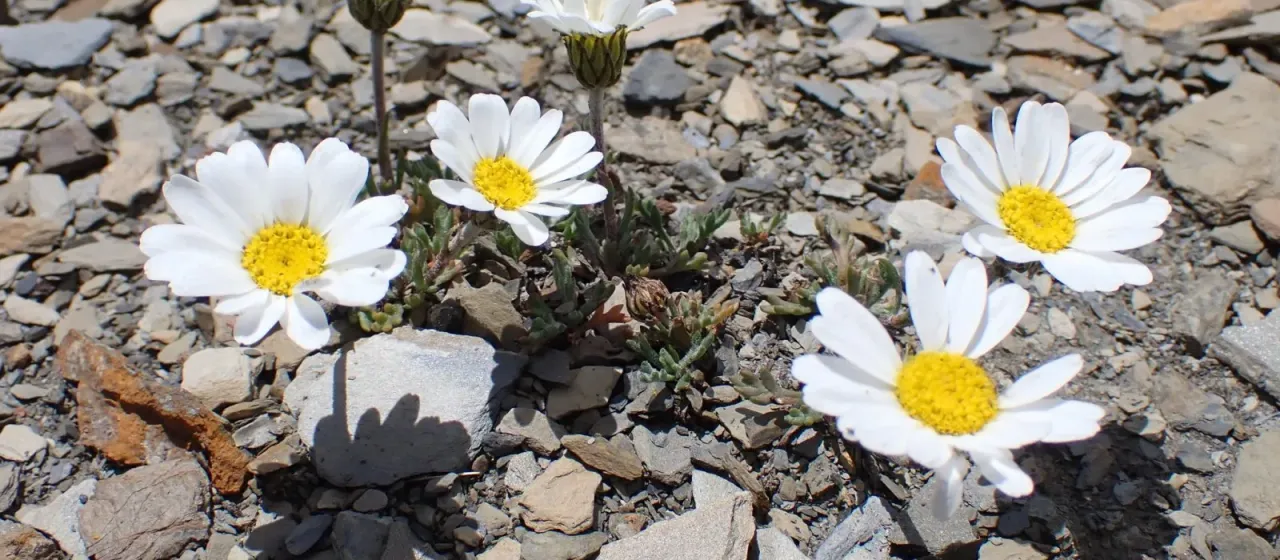 Alpine leucanthemopsis