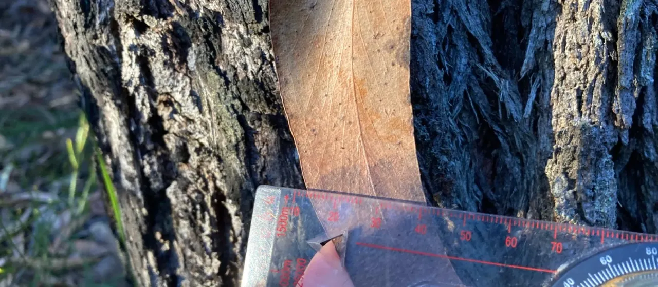 Silver top ash