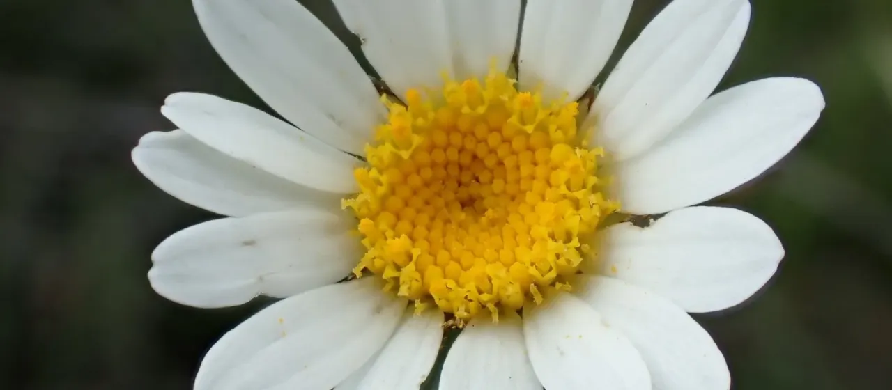 Leucanthemum pallens