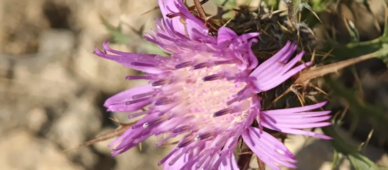 Dwarf atractylis