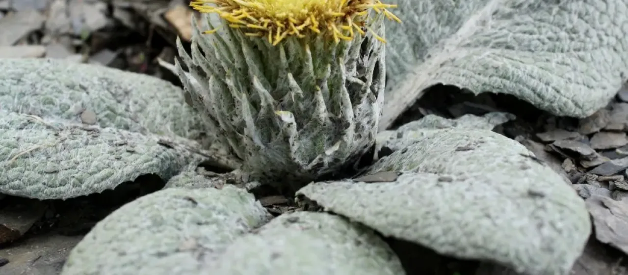 Berardia lanuginosa