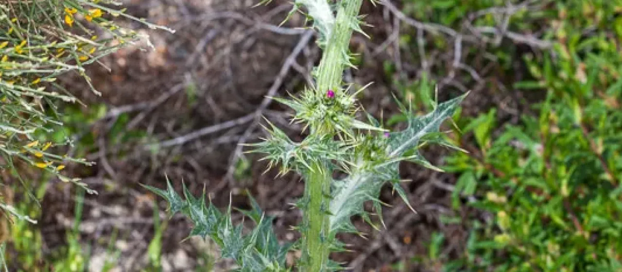Carduus cephalanthus