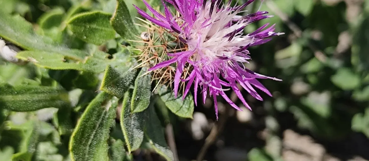 Centaurea sphaerocephala