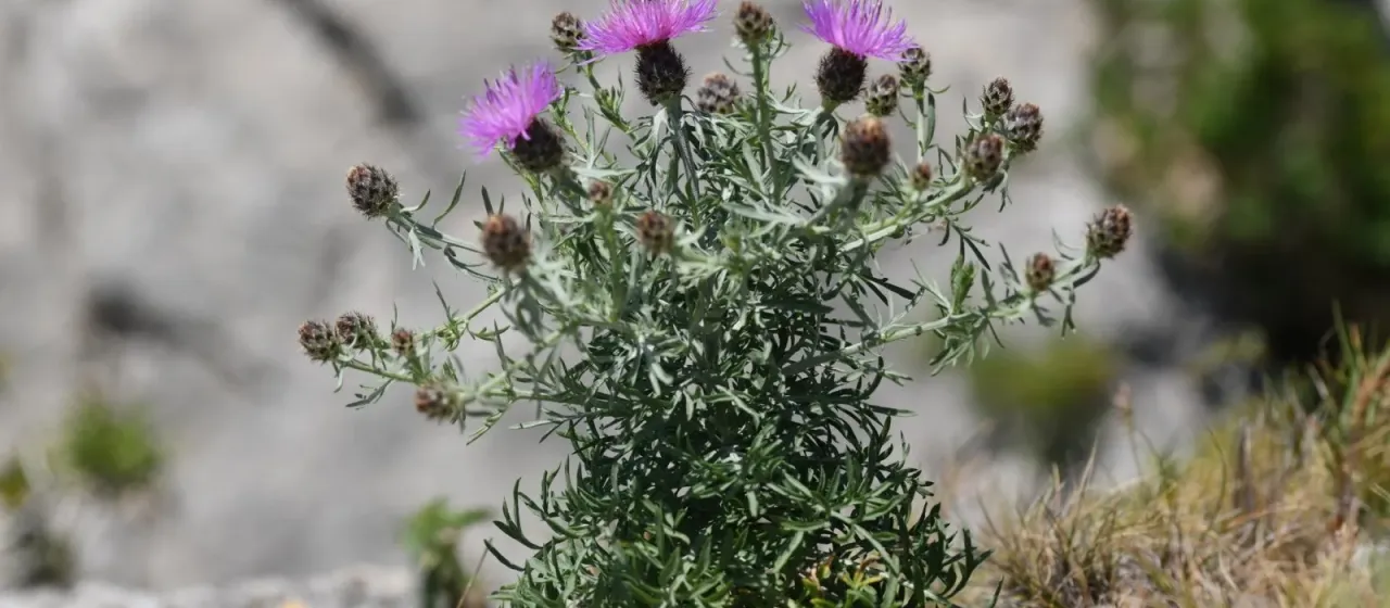 Centaurea corymbosa