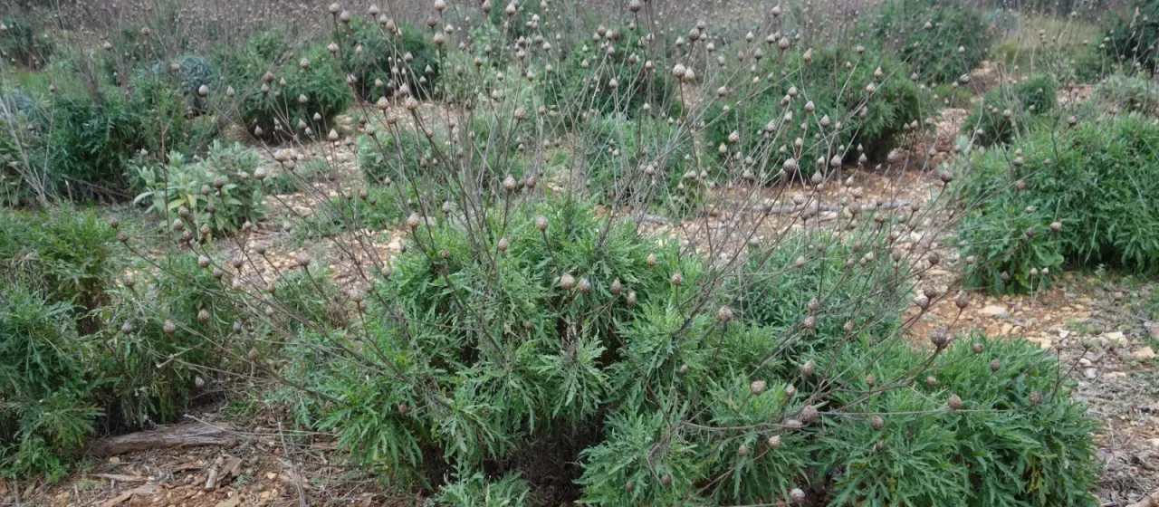 Cheirolophus intybaceus
