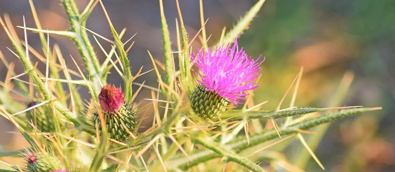 Italian thistle