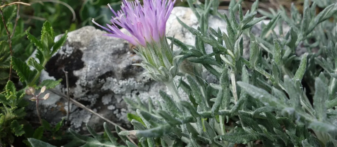 Jurinea humilis