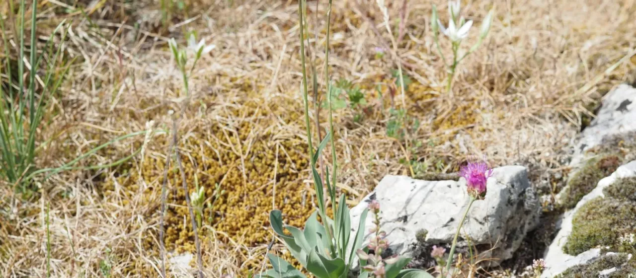 Klasea nudicaulis