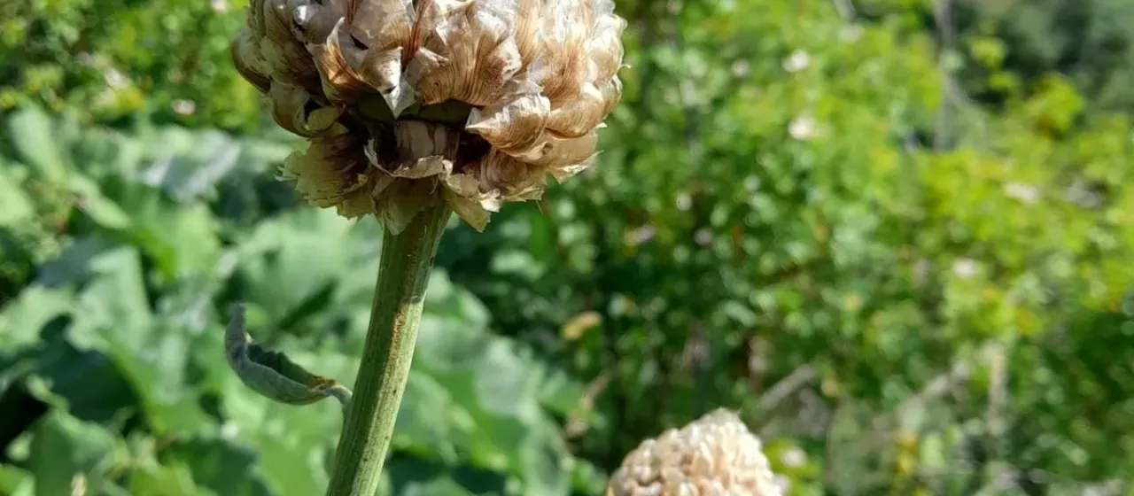 Rhaponticum heleniifolium