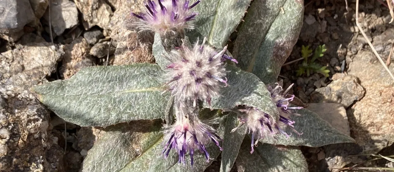 Saussurea depressa