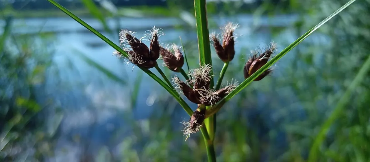Broad-fruited bulrush