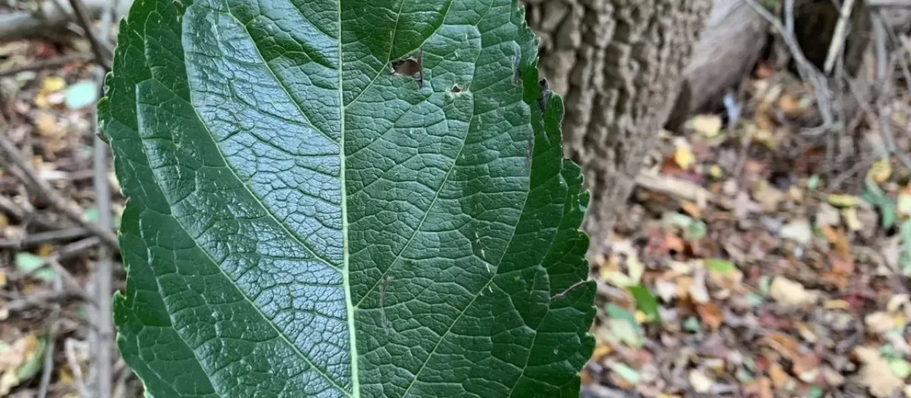 Eucommia
