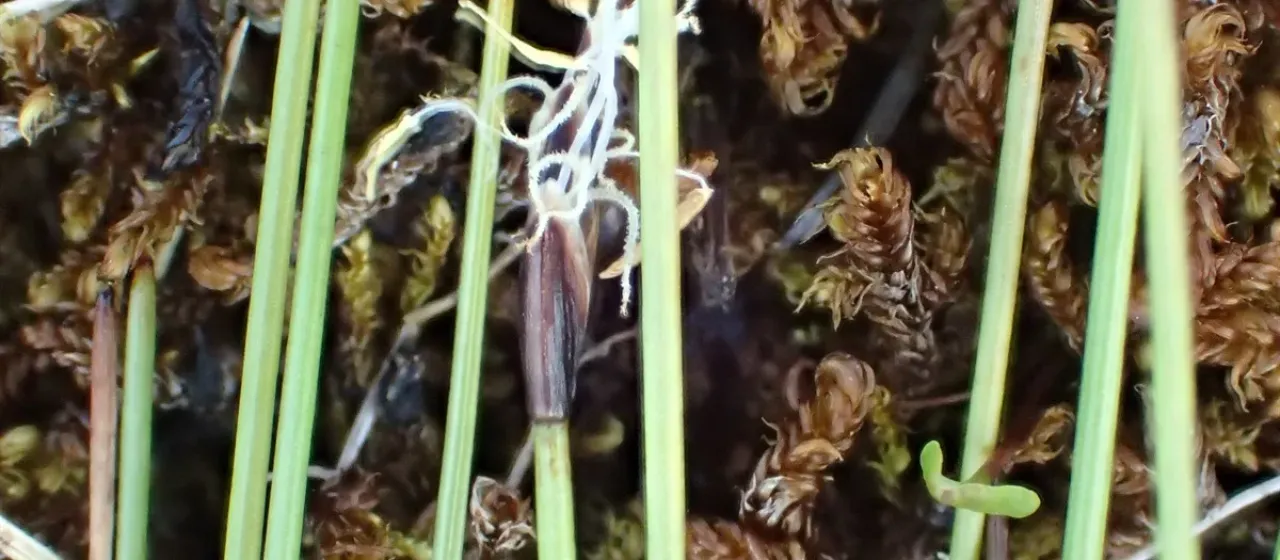 Trichophorum pumilum