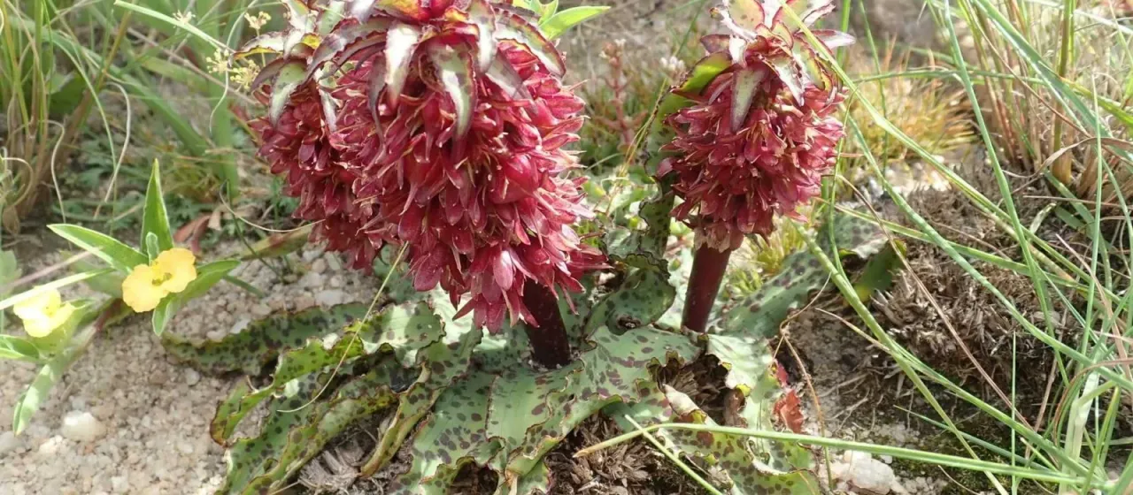 Eucomis vandermerwei