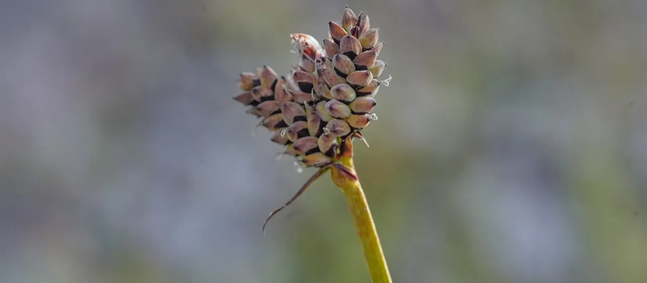 Carex holostoma