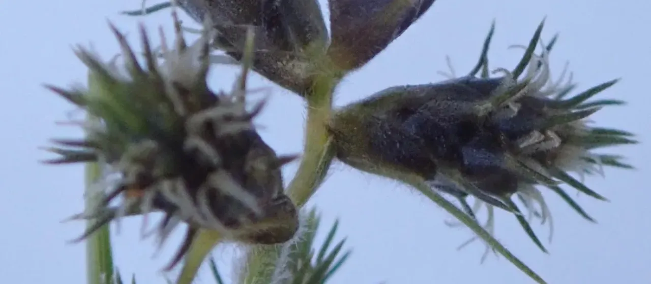 Fuirena pubescens
