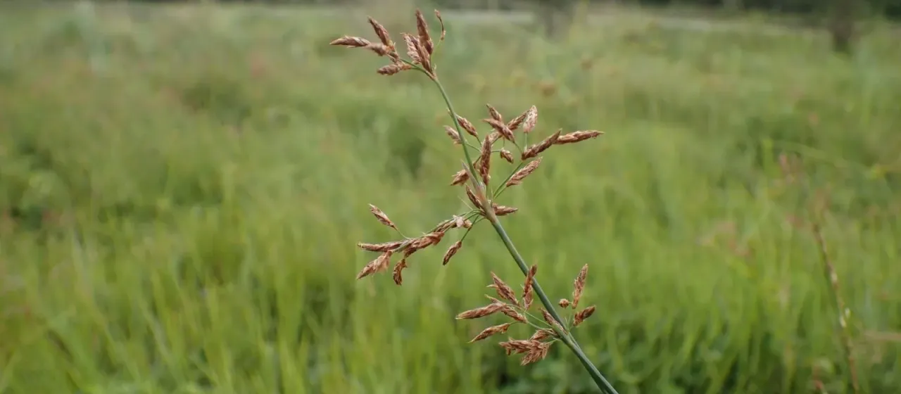 Fimbristylis complanata