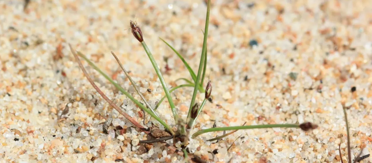 Pale spikerush
