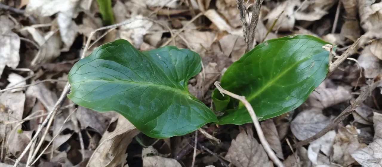 Arum cylindraceum