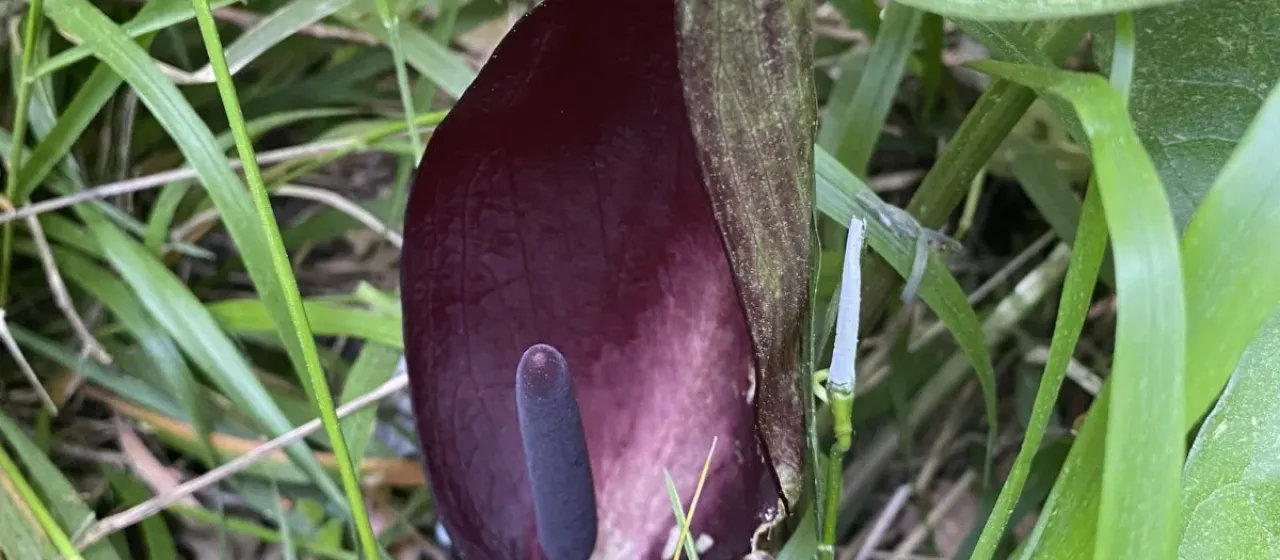 Arum elongatum