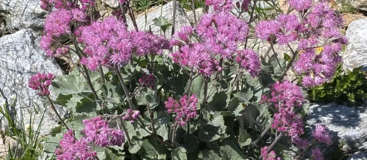Adenostyles leucophylla