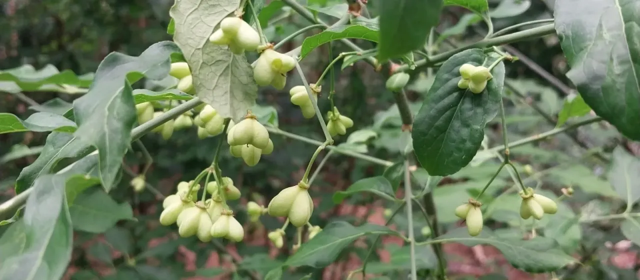 European spindle