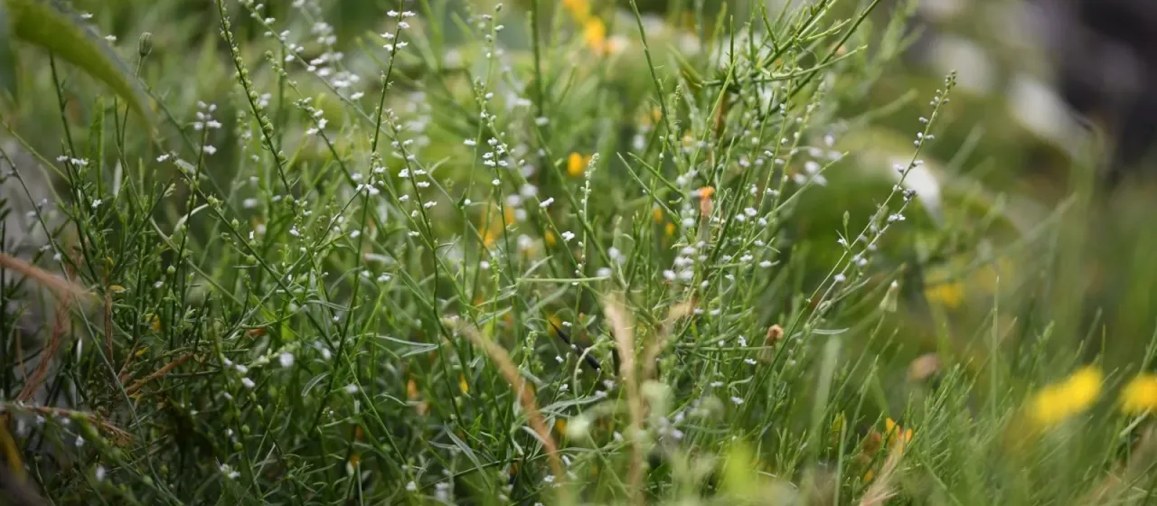 Corsican Anarrhinum
