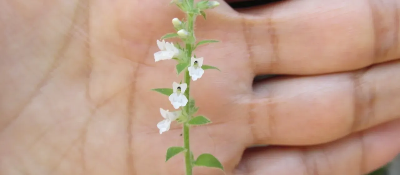 Anarrhinum duriminium