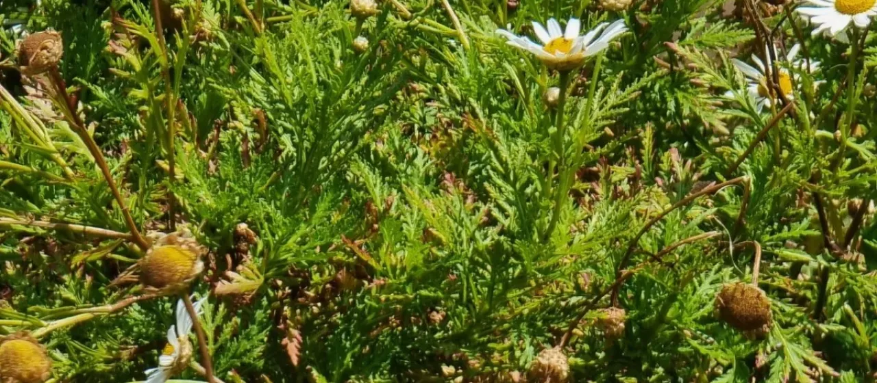 Argyranthemum dissectum