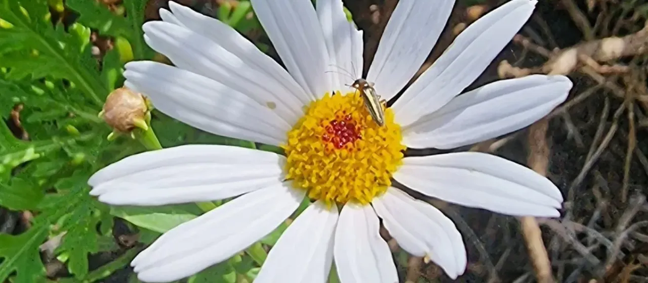 Argyranthemum haematomma