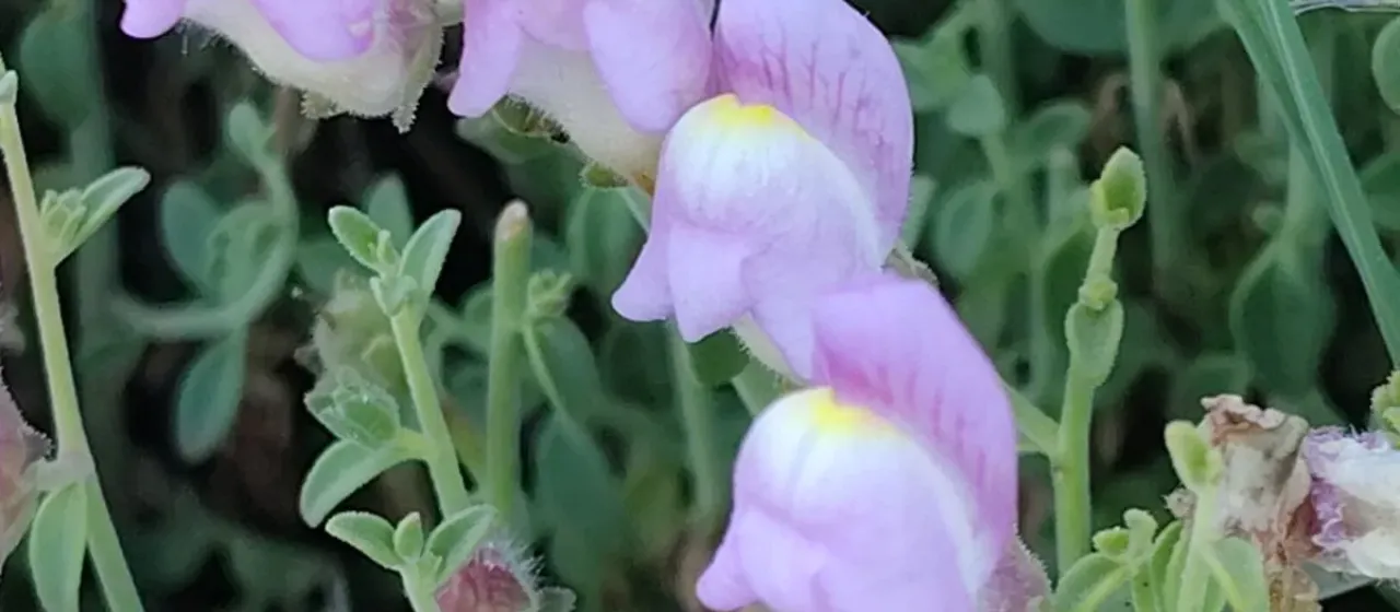 Antirrhinum charidemi