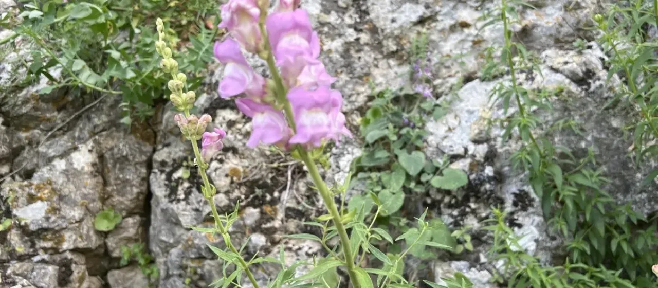 Southern snapdragon