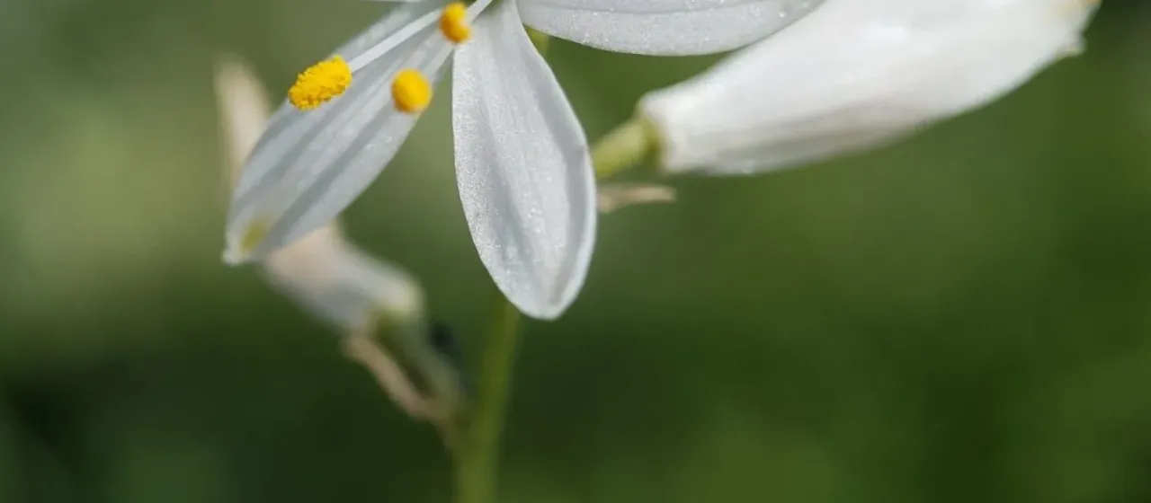 Anthericum baeticum