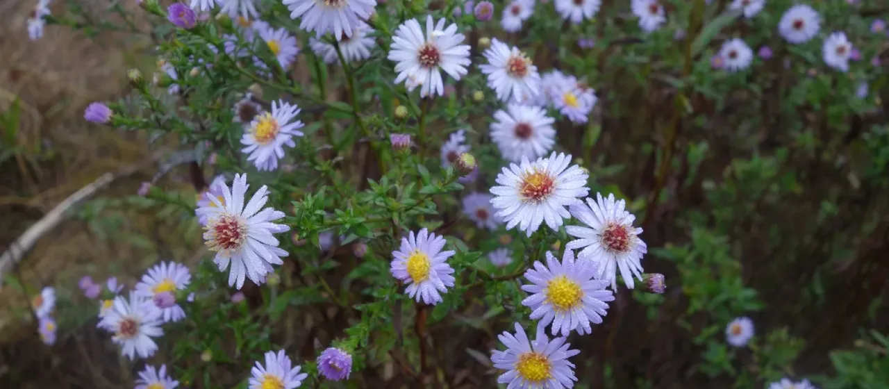 Symphyotrichum versicolor