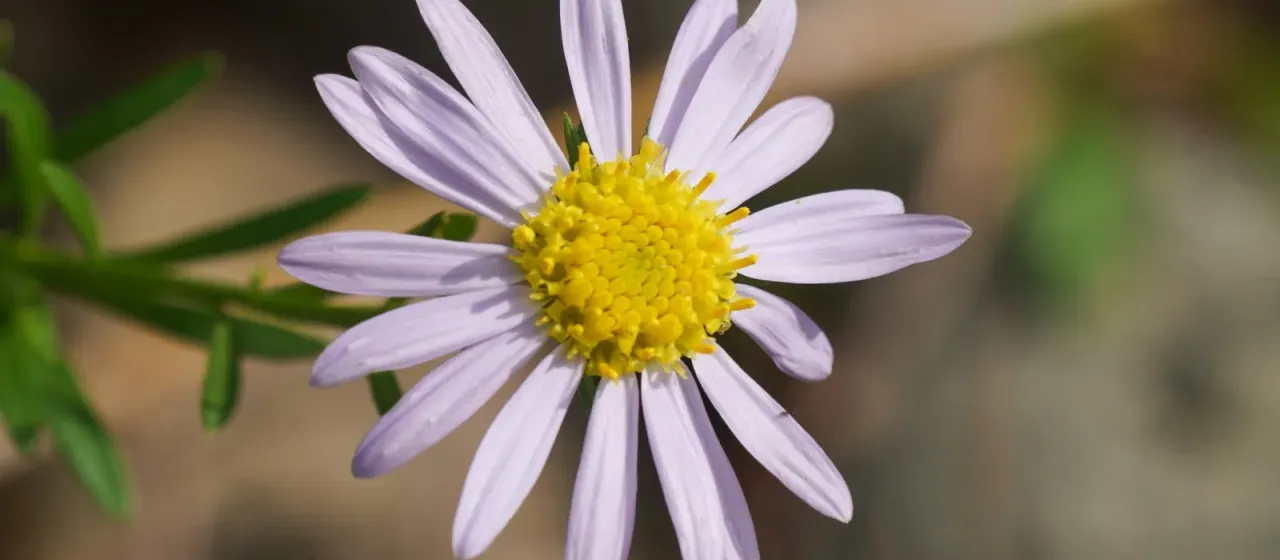 Aster kantoensis