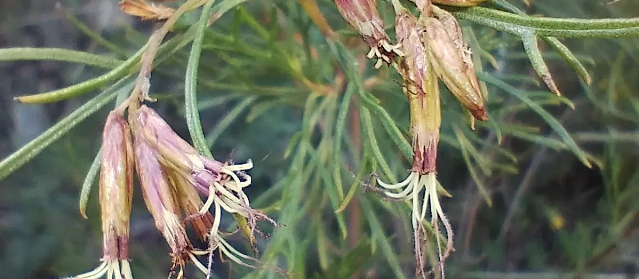 Eupatorium buniifolium