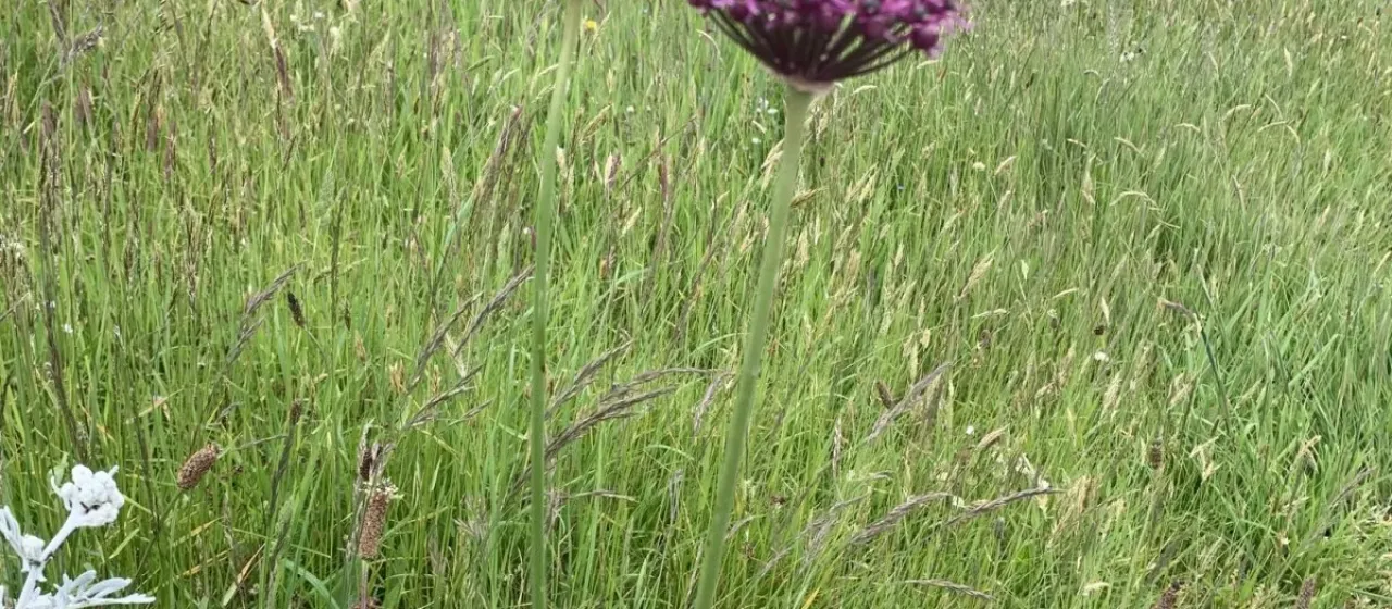 Dark purple onion