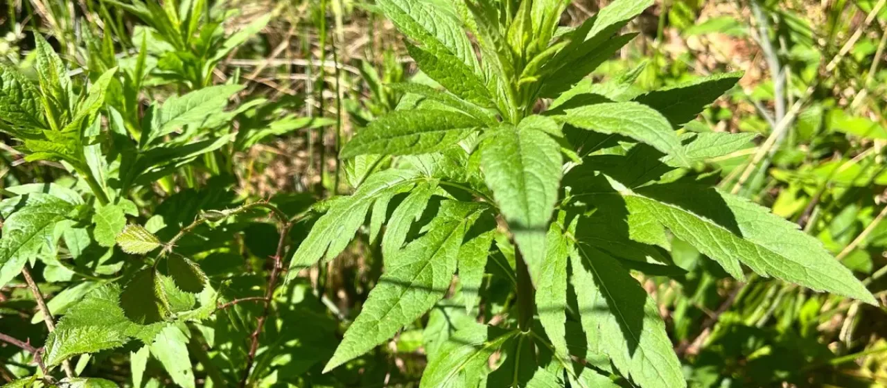Hemp-agrimony