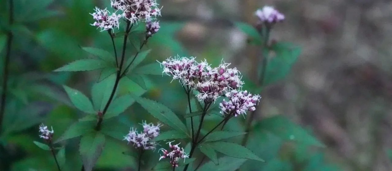 Eupatorium japonicum