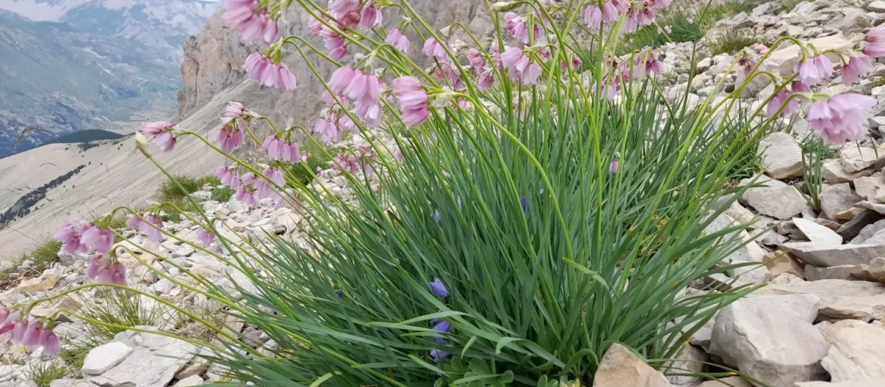 Narcissus-flowered onion