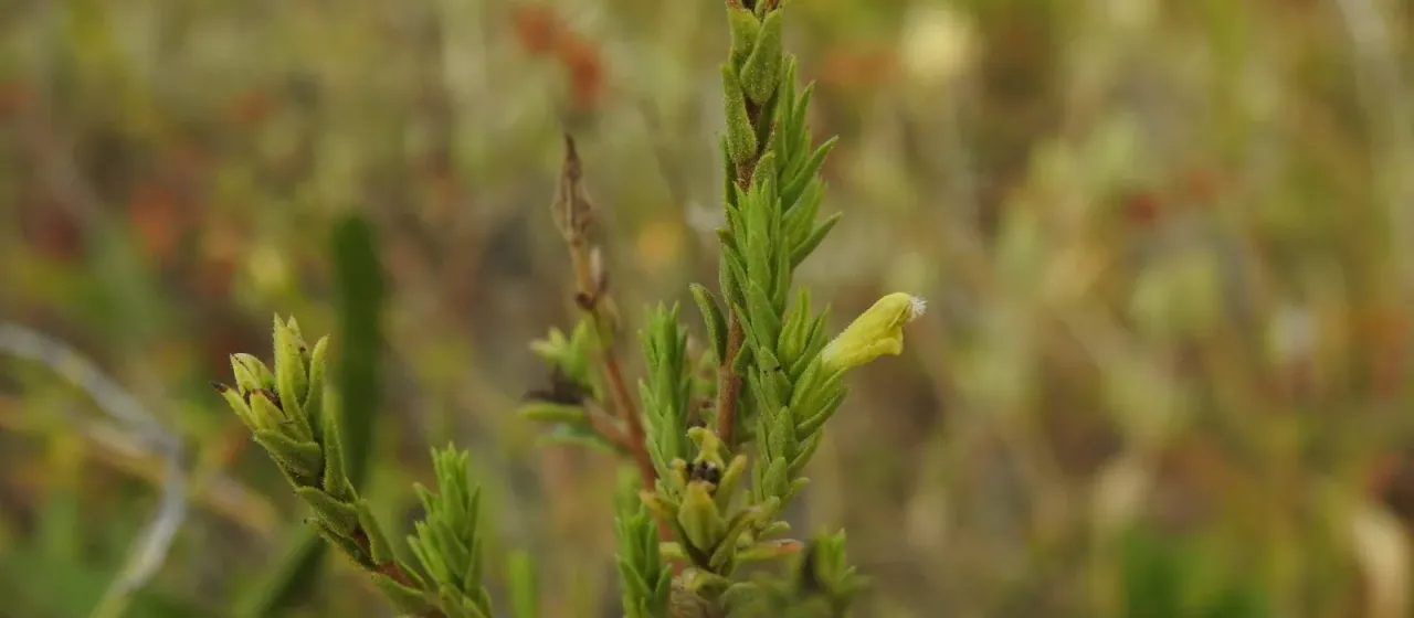 Nothobartsia asperrima