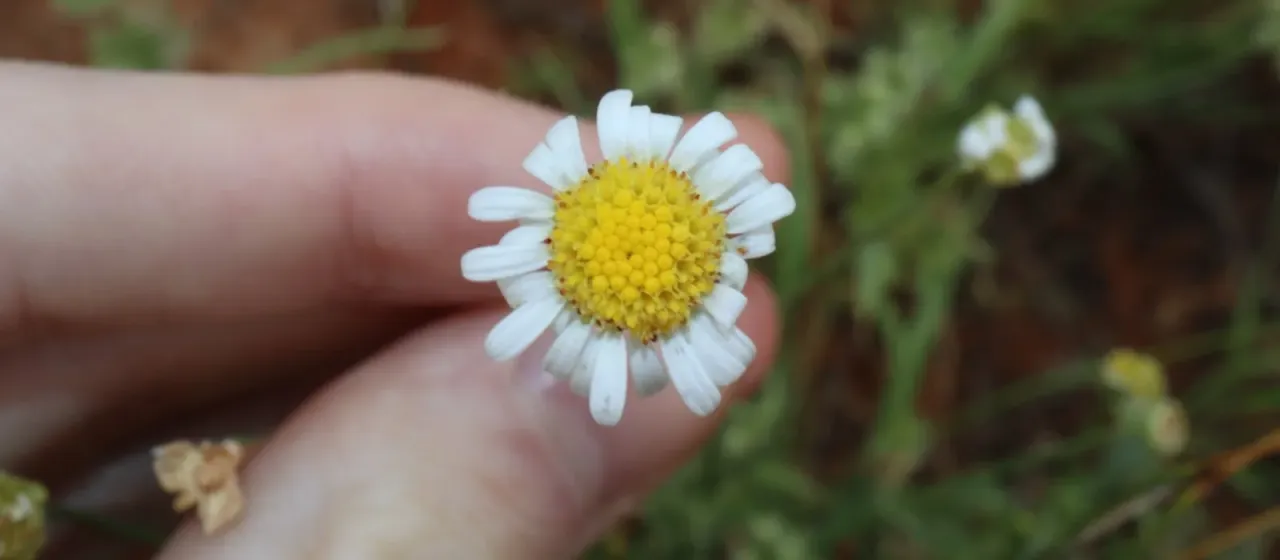 Brachyscome dentata